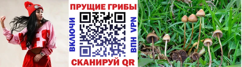 Галлюциногенные грибы Psilocybe  МЕГА ONION  Красный Сулин  где можно купить  